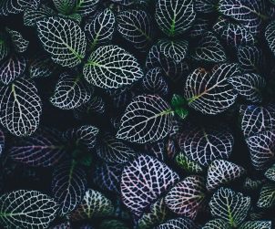 annie-spratt-199471-unsplash