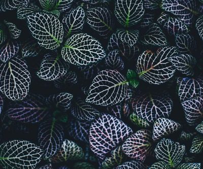 annie-spratt-199471-unsplash